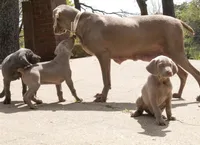 Opalite , a female Weimaraner for sale in Laurel, MS – Photo 8 of 9