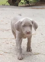 Opalite , a female Weimaraner for sale in Laurel, MS – Photo 6 of 9
