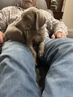 Opalite , a female Weimaraner for sale in Laurel, MS – Photo 2 of 9