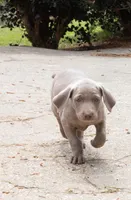 Opalite , a female Weimaraner for sale in Laurel, MS – Photo 7 of 9