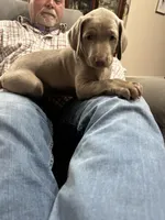 Opalite , a female Weimaraner for sale in Laurel, MS – Photo 1 of 9