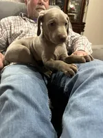 Opalite , a female Weimaraner for sale in Laurel, MS – Photo 3 of 9