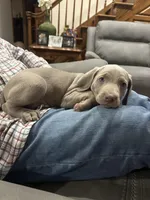 Opalite , a female Weimaraner for sale in Laurel, MS – Photo 5 of 9