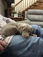 Opalite , a female Weimaraner for sale in Laurel, MS – Photo 4 of 9