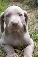 Opalite , a female Weimaraner for sale in Laurel, MS – Photo 9 of 9