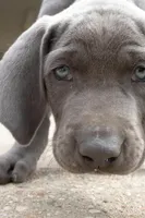 Toka Jahari, a male Weimaraner for sale in Laurel, MS – Photo 5 of 6