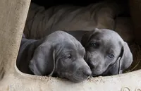 Toka Jahari, a male Weimaraner for sale in Laurel, MS – Photo 3 of 6