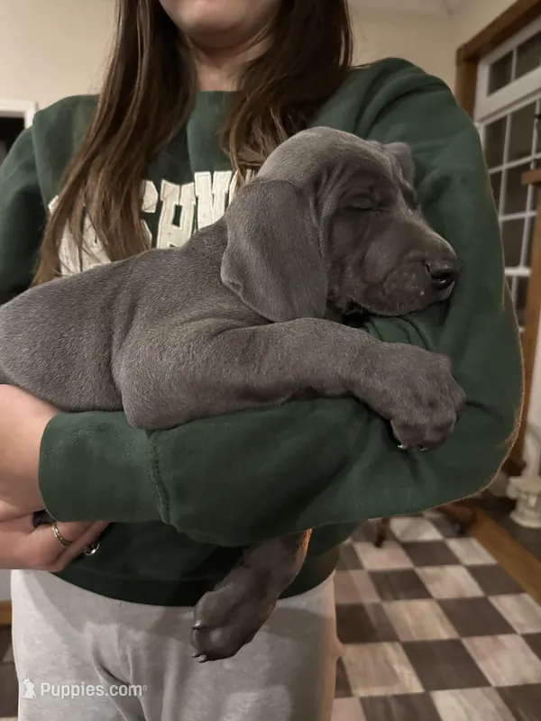 Toka Jahari – Weimaraner puppy for sale in Laurel, MS
