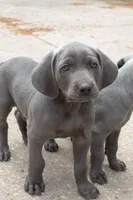 Toka Jahari, a male Weimaraner for sale in Laurel, MS – Photo 4 of 6