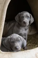 Toka Jahari, a male Weimaraner for sale in Laurel, MS – Photo 6 of 6