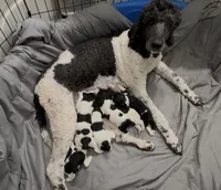 Phoebe, a male Poodle - Multi-Colored Standard for sale in Monticello, GA – 2 of 2