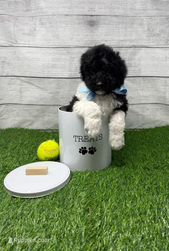 Beau – Poodle - Multi-Colored Standard puppy for sale in Monticello, GA