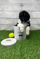 Beau, a male Poodle - Multi-Colored Standard for sale in Monticello, GA – 1 of 2