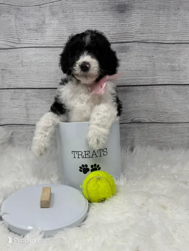 Phoebe – Poodle - Multi-Colored Standard puppy for sale in Monticello, GA
