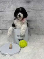 Phoebe, a male Poodle - Multi-Colored Standard for sale in Monticello, GA – 1 of 2