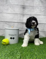 Beau, a male Poodle - Multi-Colored Standard for sale in Monticello, GA – 2 of 2