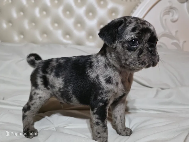 Axl – Pug puppy for sale in Scheller, IL