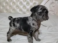 Axl, a male Pug for sale in Scheller, IL – 1 of 5