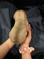 Norman, a male Pug for sale in Scheller, IL – Photo 4 of 8