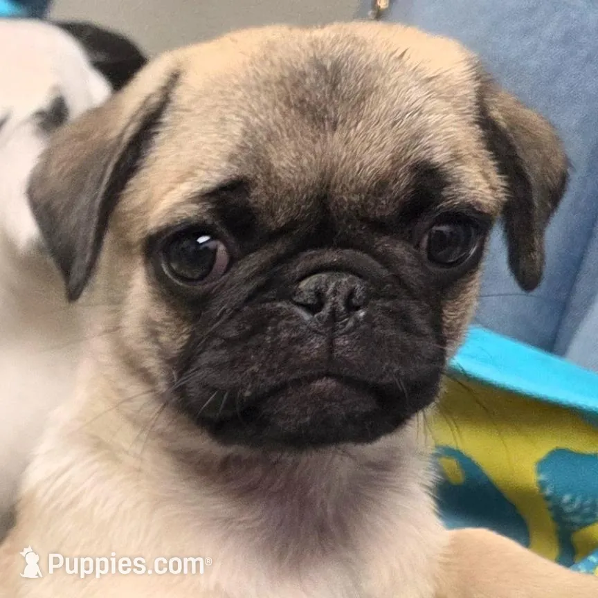 Norman – Pug puppy for sale in Scheller, IL
