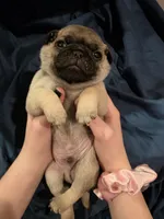 Norman, a male Pug for sale in Scheller, IL – Photo 6 of 8