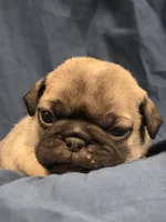 Norman, a male Pug for sale in Scheller, IL – Photo 3 of 8