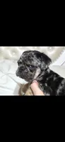 Eddie, a male Pug for sale in Scheller, IL – 5 of 6