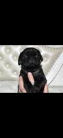 Ozzy , a male Pug for sale in Scheller, IL – 3 of 4