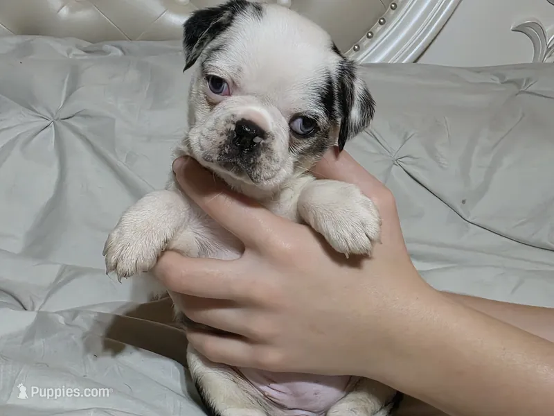 Fiona – Pug puppy for sale in Scheller, IL