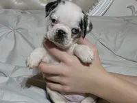 Fiona, a female Pug for sale in Scheller, IL – 1 of 3