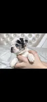 Fiona, a female Pug for sale in Scheller, IL – 2 of 3