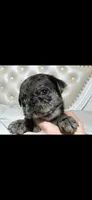 Slash, a male Pug for sale in Scheller, IL – 4 of 6