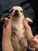 processed/6123fd00-d7b1-41ba-93b0-d047cdc1bc8c/listing/42cca459-e800-4c82-93e0-90d30cdde1af/3541f659-dd28-45fd-84de-149775cd603b