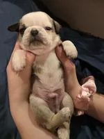 processed/6123fd00-d7b1-41ba-93b0-d047cdc1bc8c/listing/42cca459-e800-4c82-93e0-90d30cdde1af/7b8cdc24-a176-484c-a43f-512495b8659b