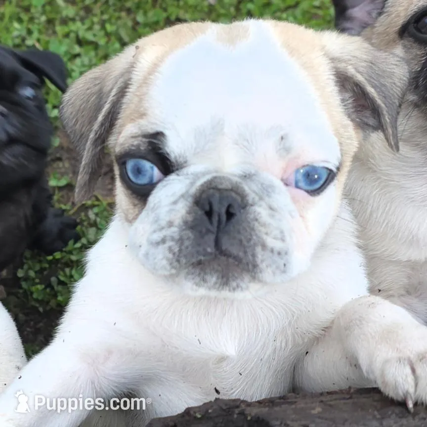 Nelson – Pug puppy for sale in Scheller, IL