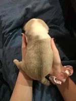 processed/6123fd00-d7b1-41ba-93b0-d047cdc1bc8c/listing/42cca459-e800-4c82-93e0-90d30cdde1af/cd680e2b-a595-4867-97df-74fcf2745953