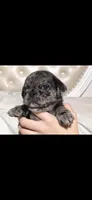 Slash, a male Pug for sale in Scheller, IL – 6 of 6