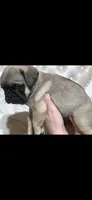 Jimi, a male Pug for sale in Scheller, IL – 4 of 5