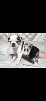 Fiona, a female Pug for sale in Scheller, IL – 3 of 3