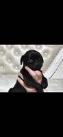 Zoey, a female Pug for sale in Scheller, IL – 4 of 4