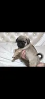 Jimi, a male Pug for sale in Scheller, IL – 5 of 5