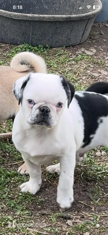 Donald – Pug puppy for sale in Scheller, IL