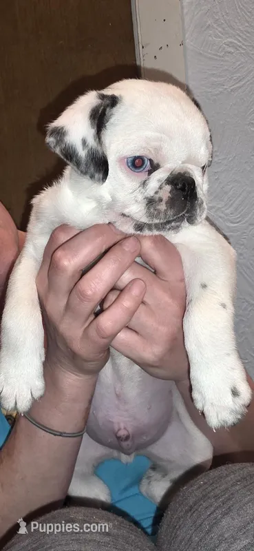 Donald – Pug puppy for sale in Scheller, IL