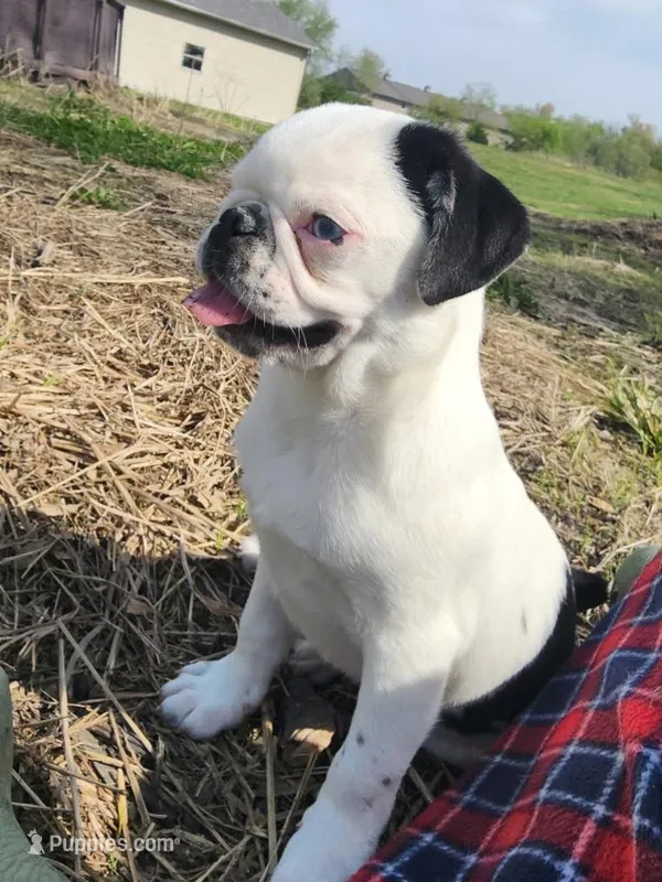 Donald – Pug puppy for sale in Scheller, IL