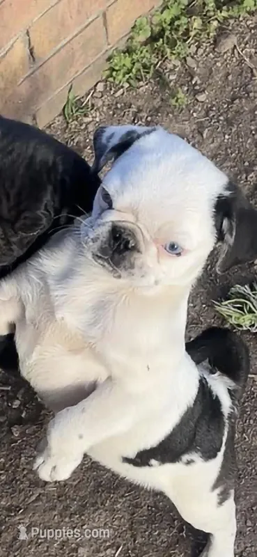 Donald – Pug puppy for sale in Scheller, IL