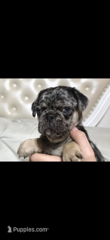 Eddie – Pug puppy for sale in Scheller, IL
