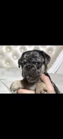 Eddie, a male Pug for sale in Scheller, IL – 1 of 6