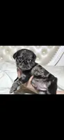 Slash, a male Pug for sale in Scheller, IL – 2 of 6