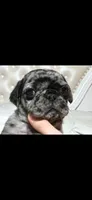 Axl, a male Pug for sale in Scheller, IL – 5 of 5