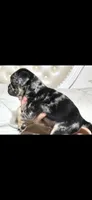 Eddie, a male Pug for sale in Scheller, IL – 3 of 6